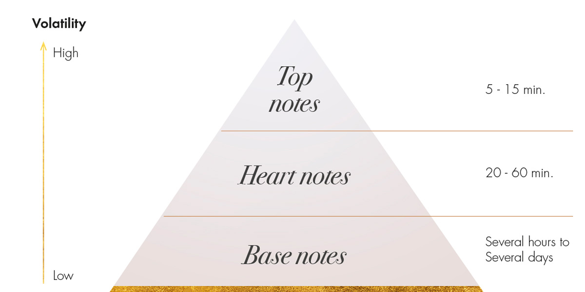 svamp Manøvre har taget fejl The Olfactory Pyramid: Understanding Fragrance Composition